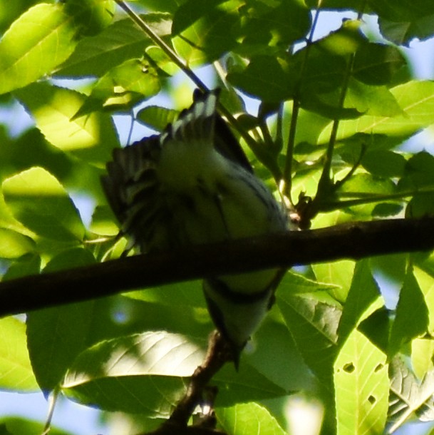 Cerulean Warbler - ML345823191