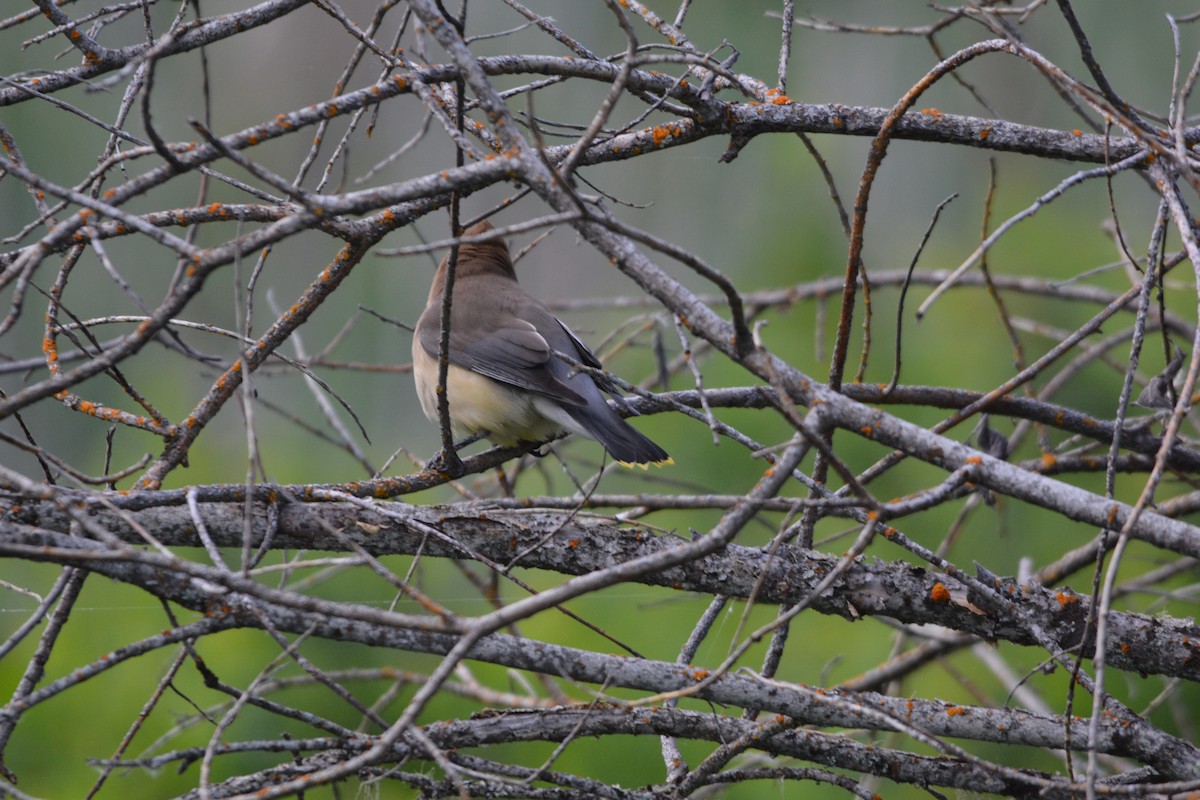 Cedar Waxwing - Terry  Little