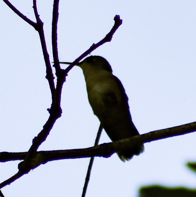 Ruby-throated Hummingbird - ML345823801