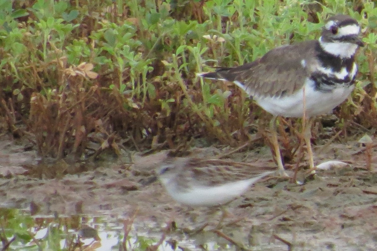 Least Sandpiper - ML34582381