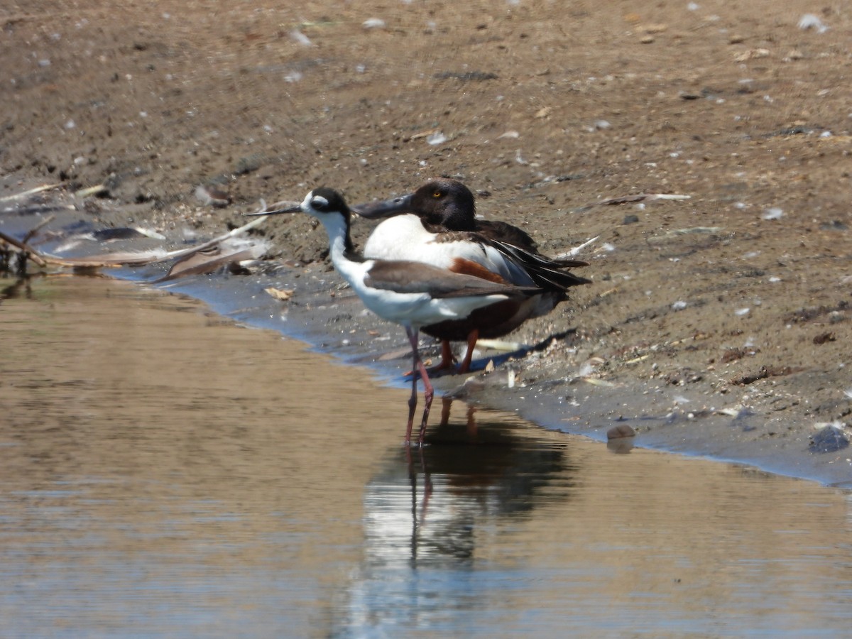 Northern Shoveler - ML345824101