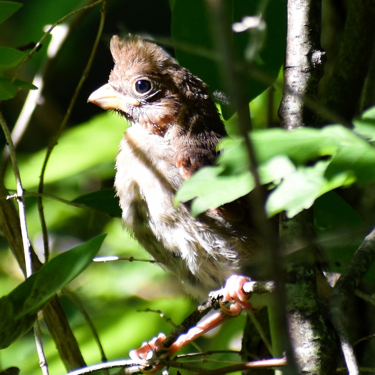 Northern Cardinal - ML345824521