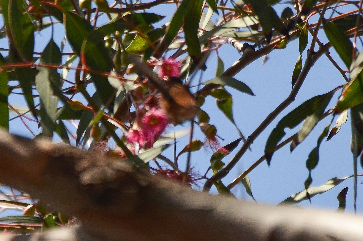 Colibrí Rufo - ML345825971