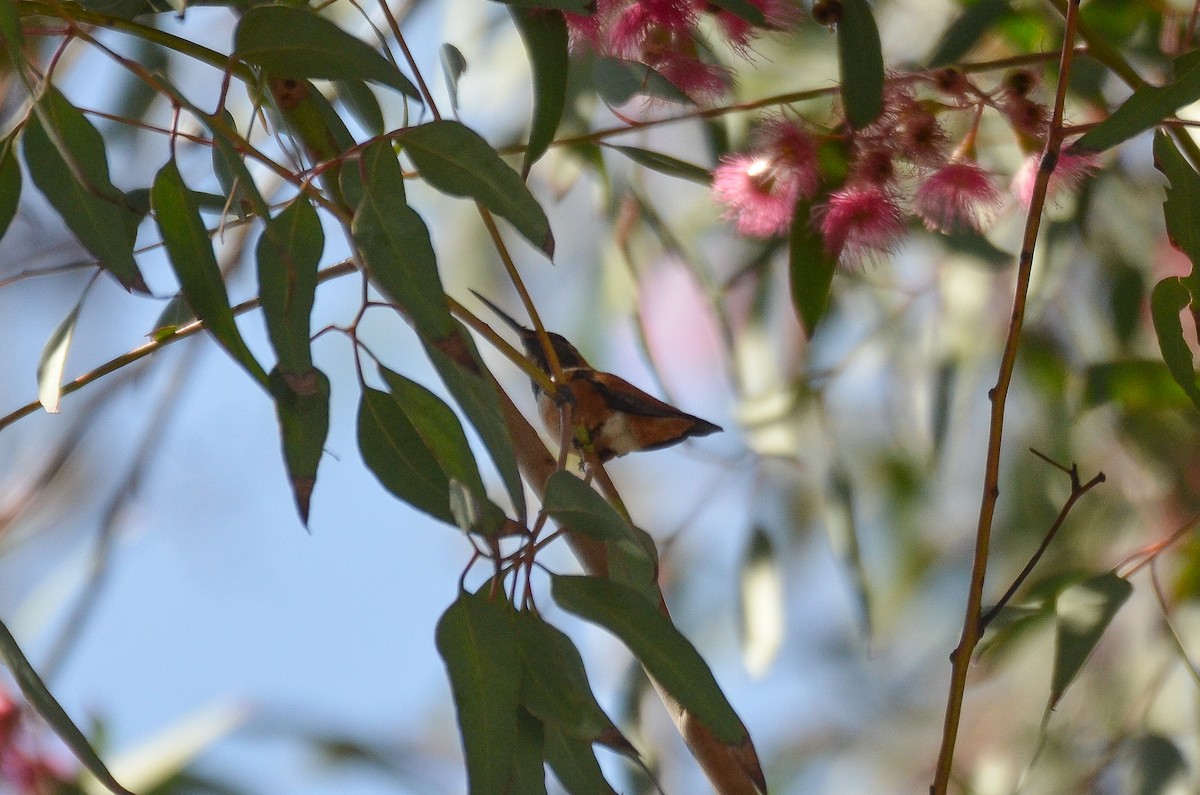 Rufous Hummingbird - ML345826071