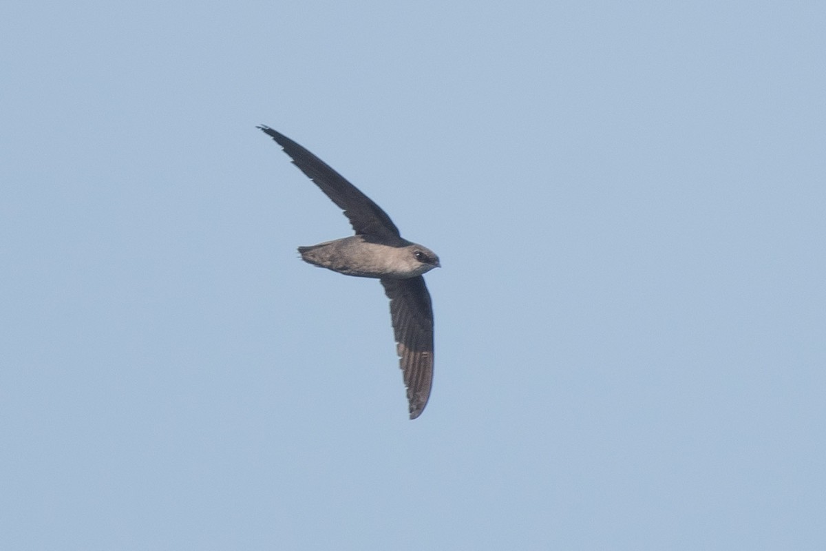 Chimney Swift - ML345827301