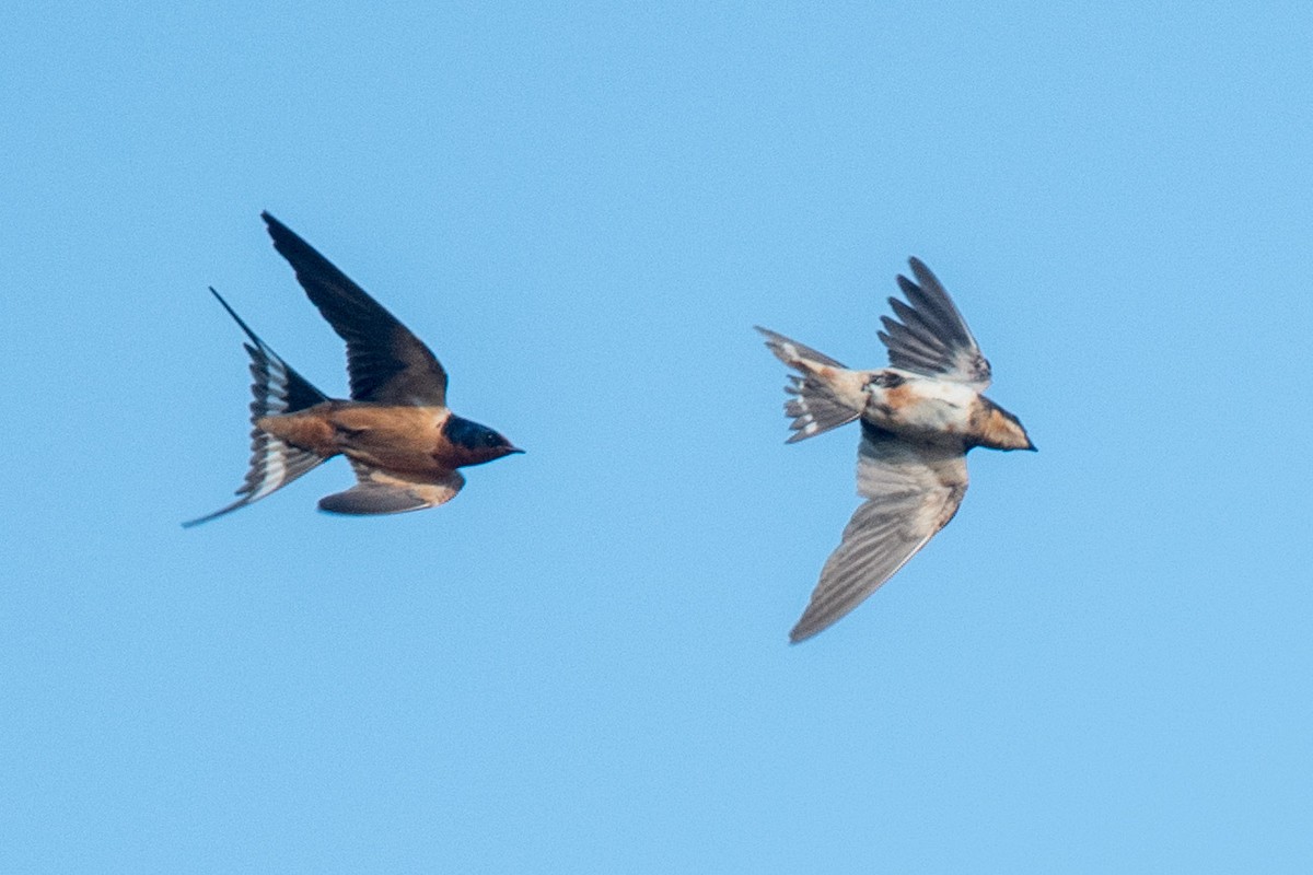 Barn Swallow - Nancy Christensen