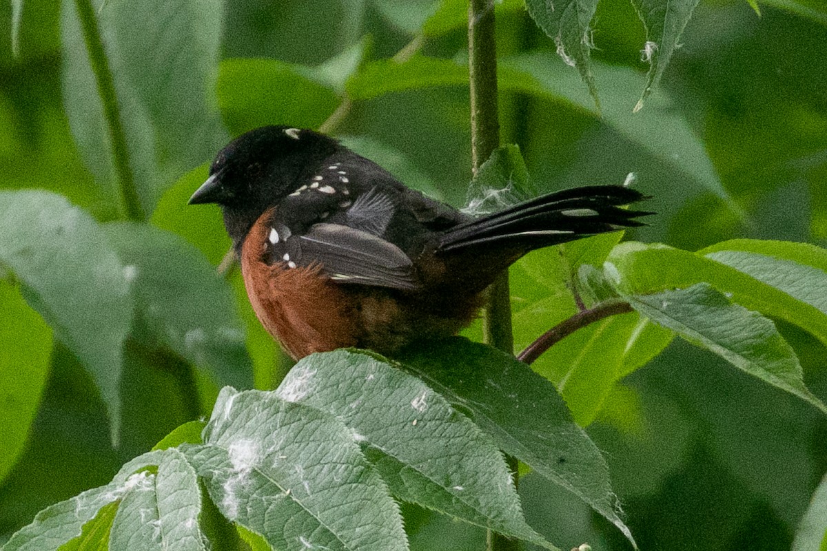 Spotted Towhee - ML345829051