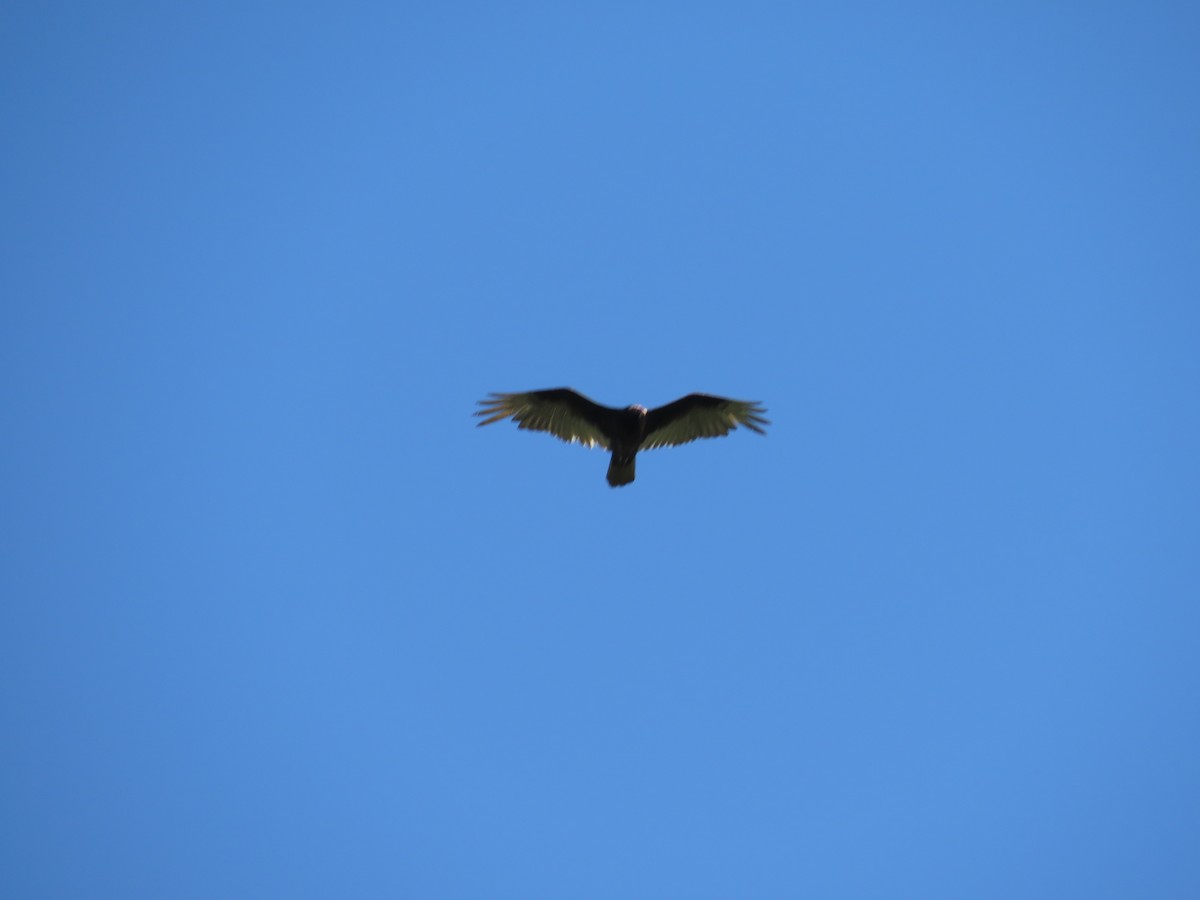 Turkey Vulture - ML345830861