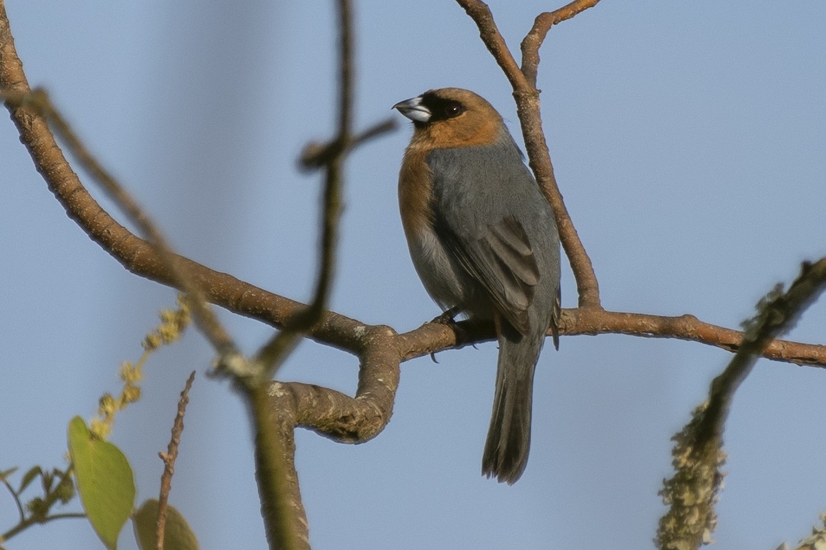 Cinnamon Tanager - ML345831111