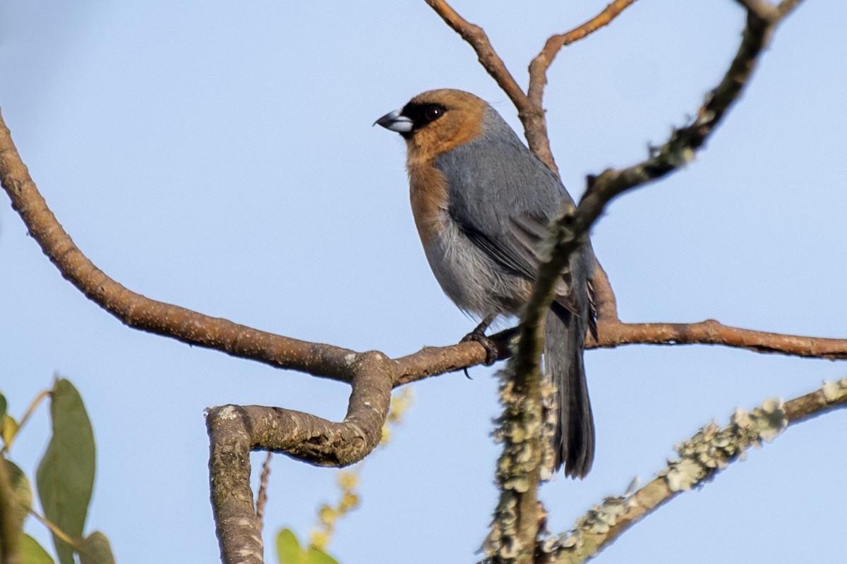 Cinnamon Tanager - ML345831121