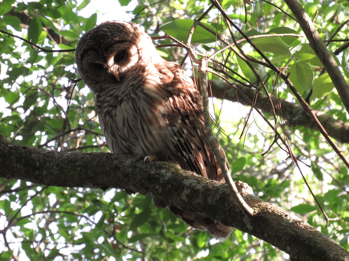 Barred Owl - Lisa Scheppke