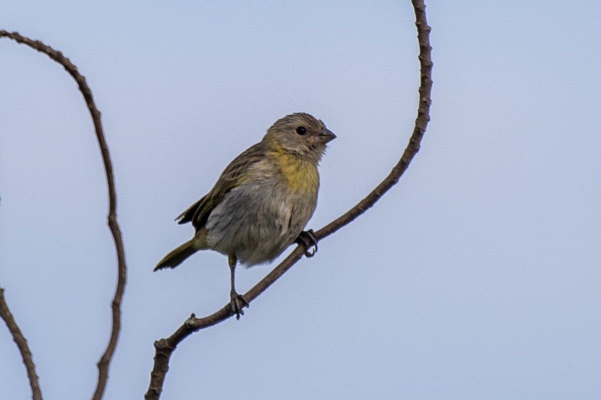 Saffron Finch - ML345831291