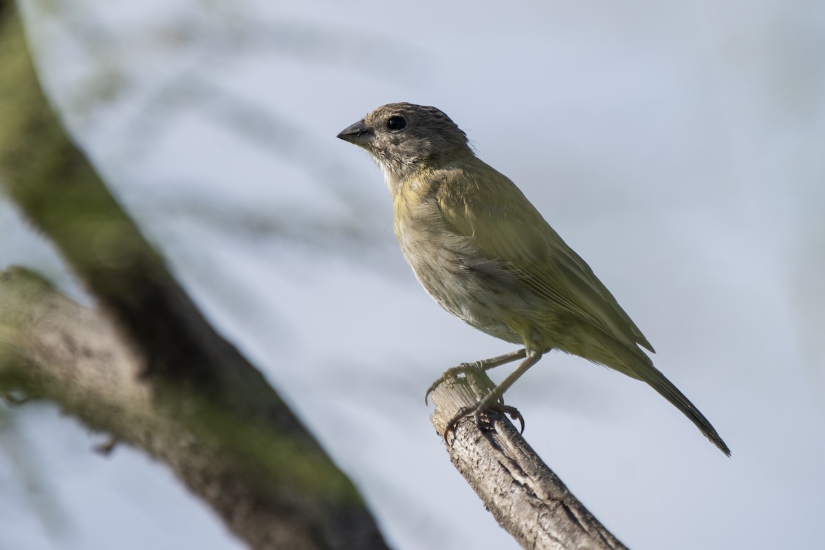 Saffron Finch - ML345831311