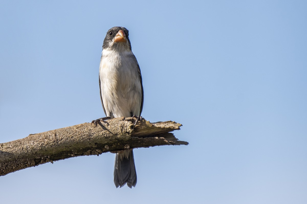 White-bellied Seedeater - ML345831381
