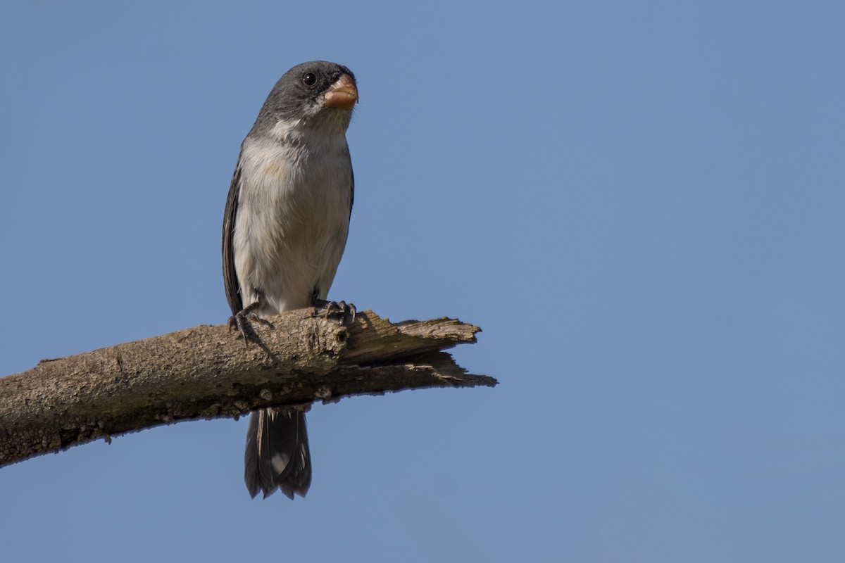 White-bellied Seedeater - ML345831391