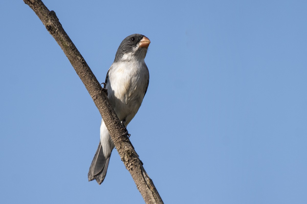 White-bellied Seedeater - ML345831401