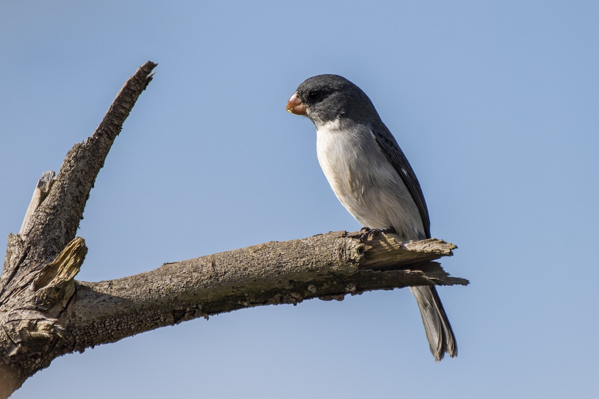 White-bellied Seedeater - ML345831411