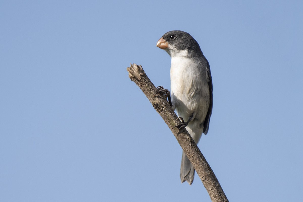 White-bellied Seedeater - ML345831421
