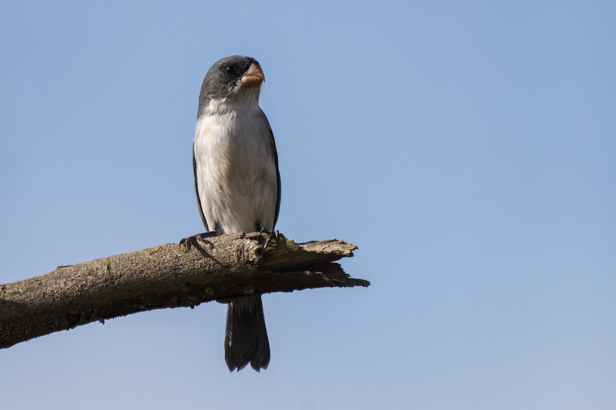 White-bellied Seedeater - ML345831451