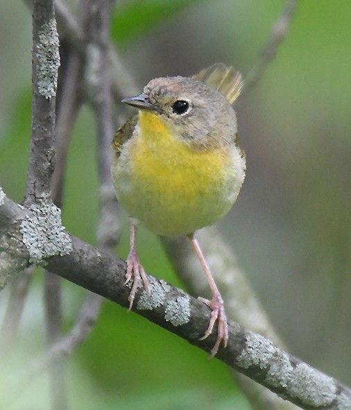 Common Yellowthroat - ML345831721