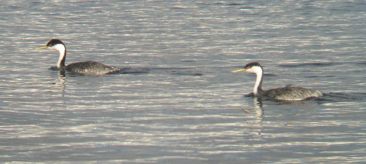 Western Grebe - ML345832991