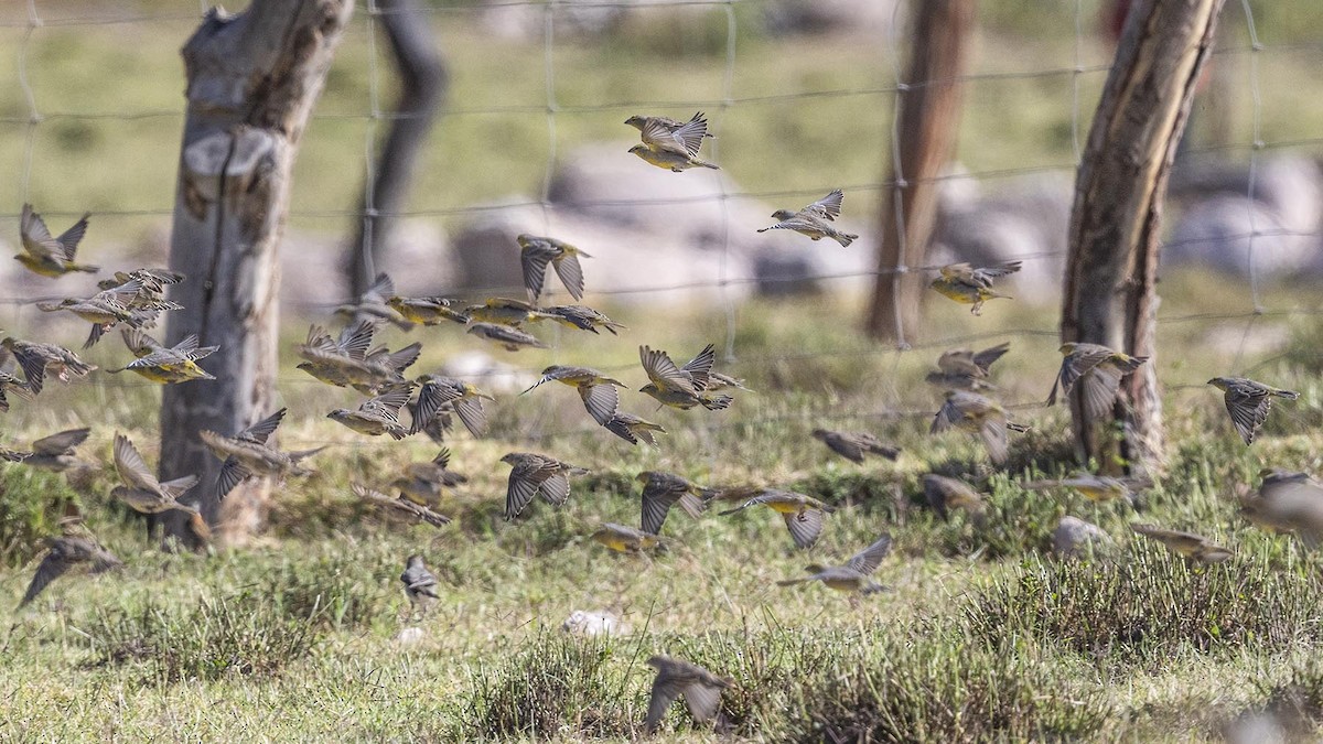 Raimondi's Yellow-Finch - ML345833251