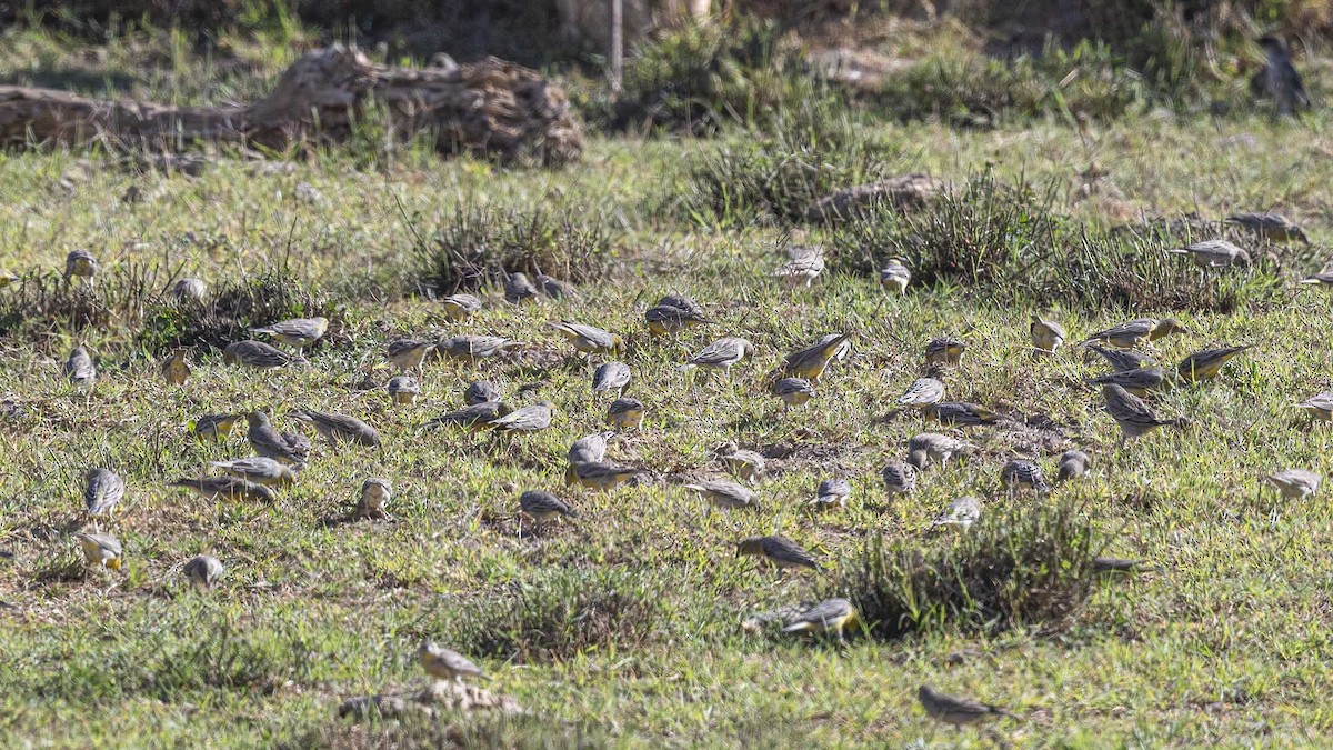Raimondi's Yellow-Finch - ML345833261