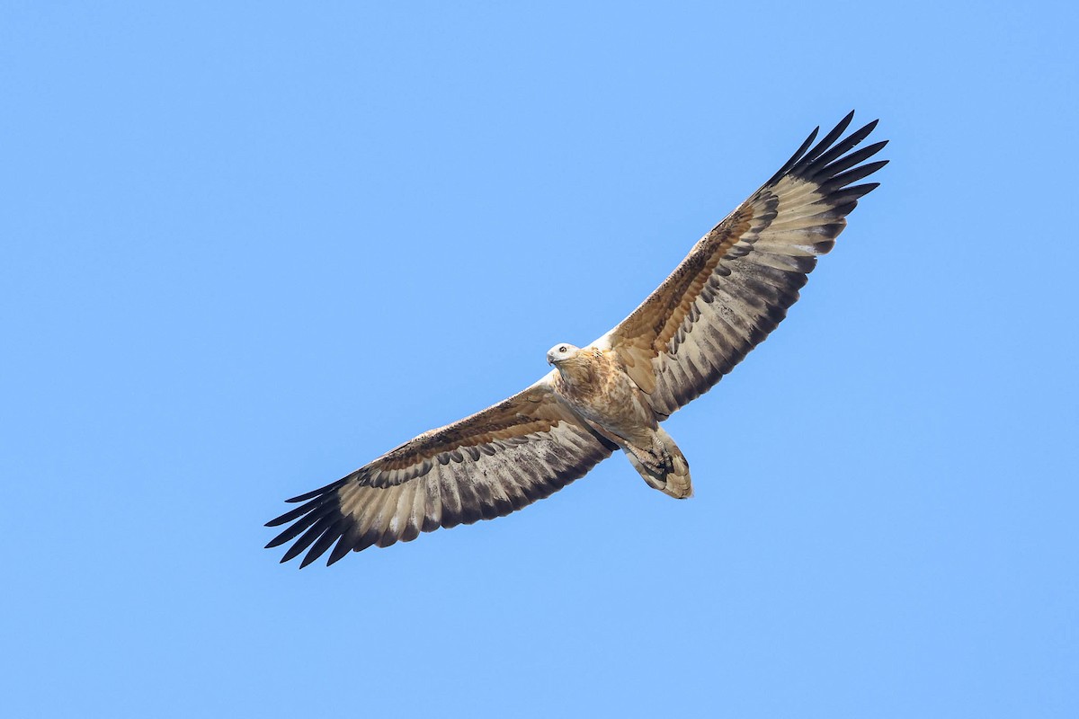 White-bellied Sea-Eagle - ML345834371