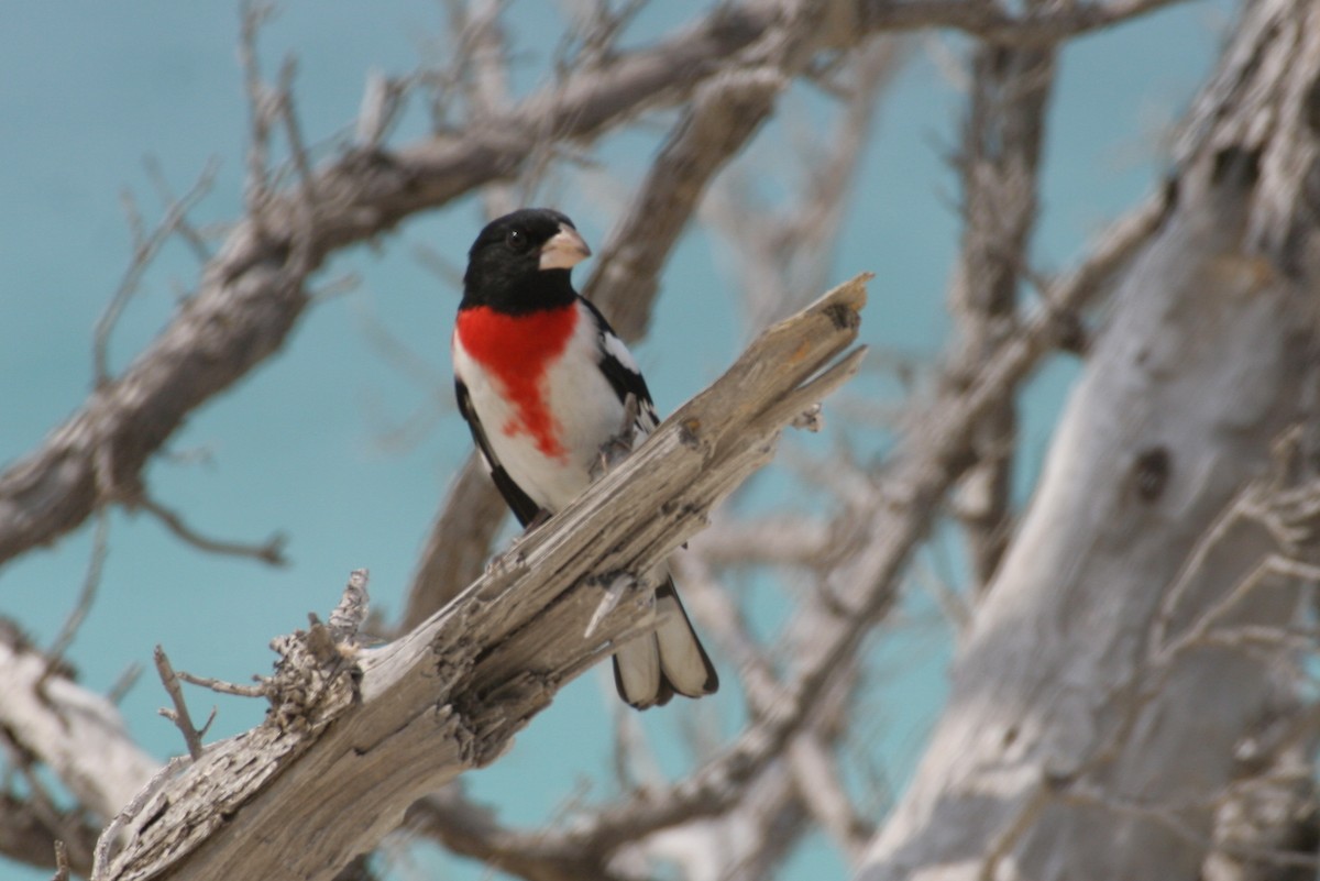 Rose-breasted Grosbeak - ML34583701