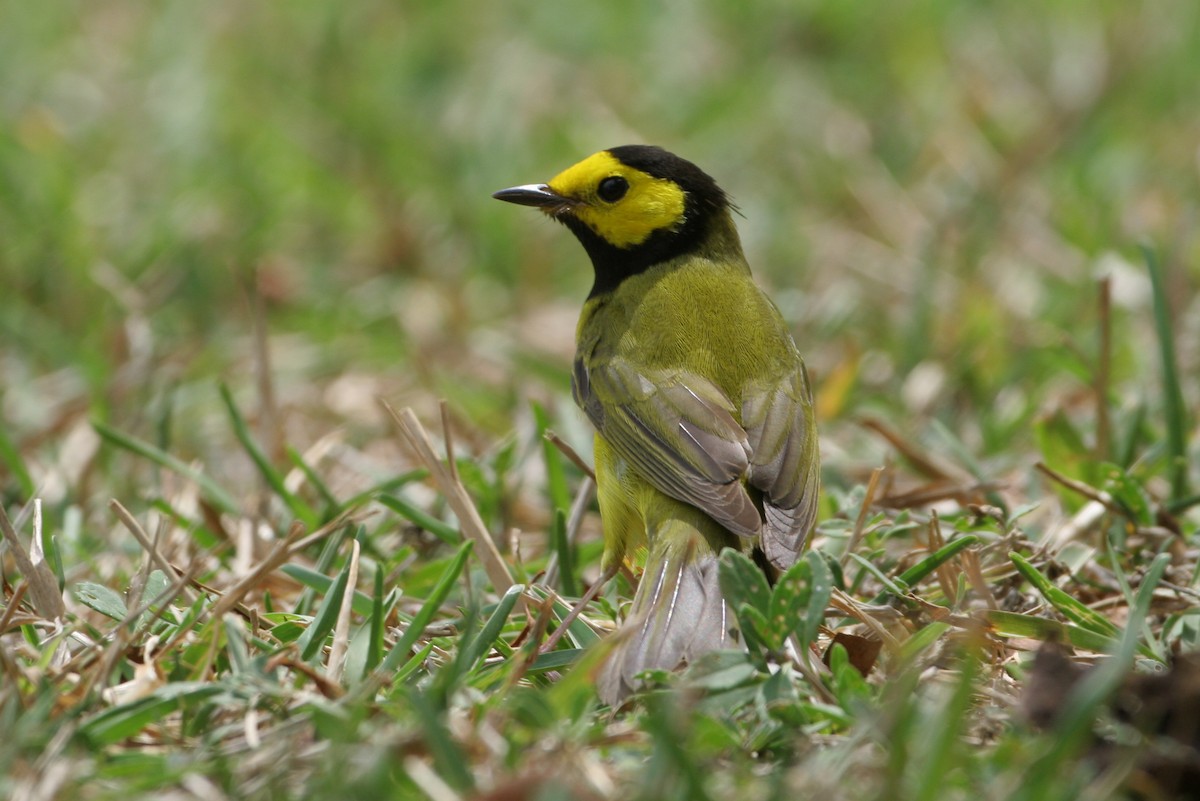 Hooded Warbler - ML34583771