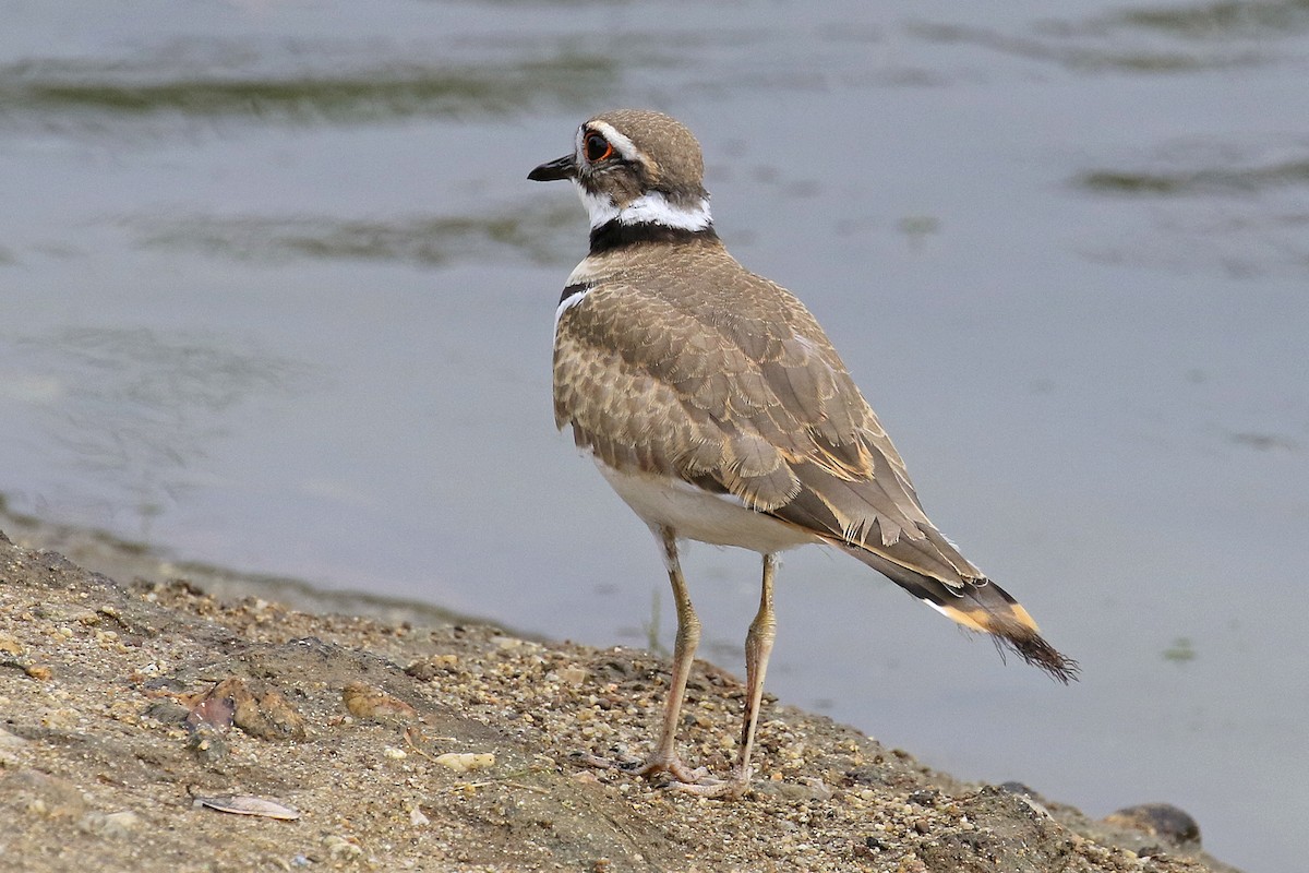 Killdeer - ML345837781