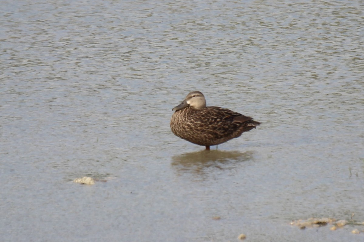 Blue-winged Teal - ML345840521