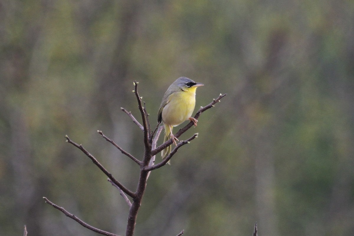 Gray-crowned Yellowthroat - ML345843611