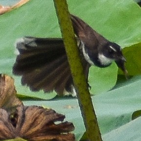 Malaysian Pied-Fantail - ML345844461