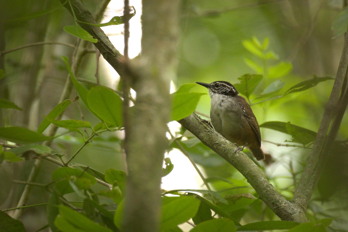 White-breasted Wood-Wren (Sclater's) - ML345846201