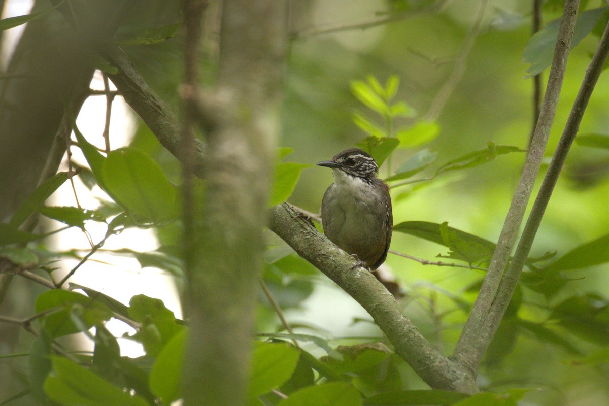 White-breasted Wood-Wren (Sclater's) - ML345846251