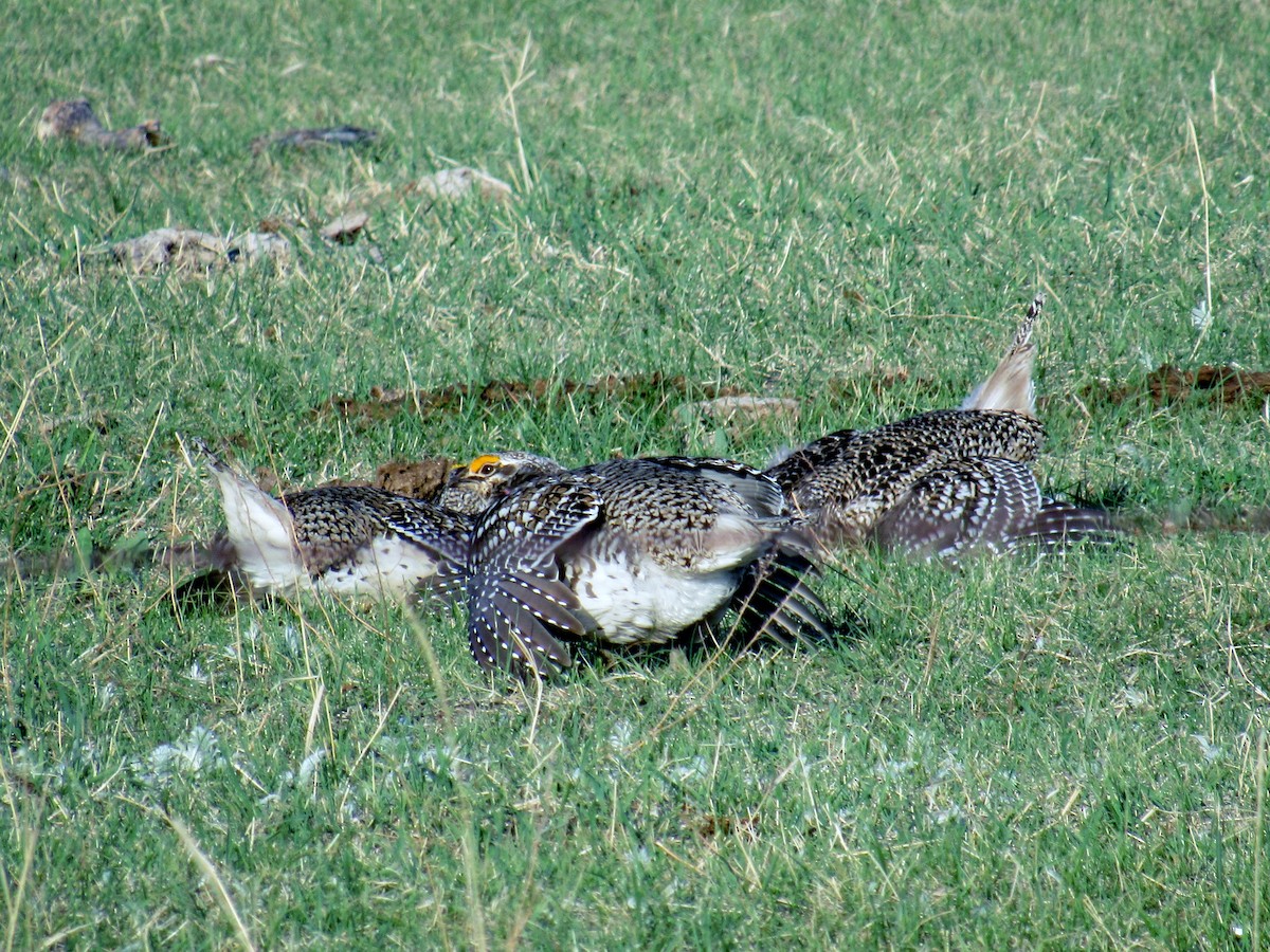 Sharp-tailed Grouse - ML345846471