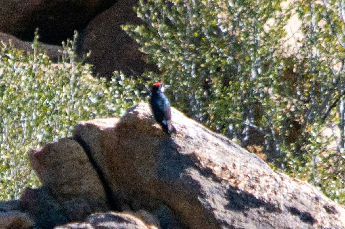 Acorn Woodpecker - ML345846991