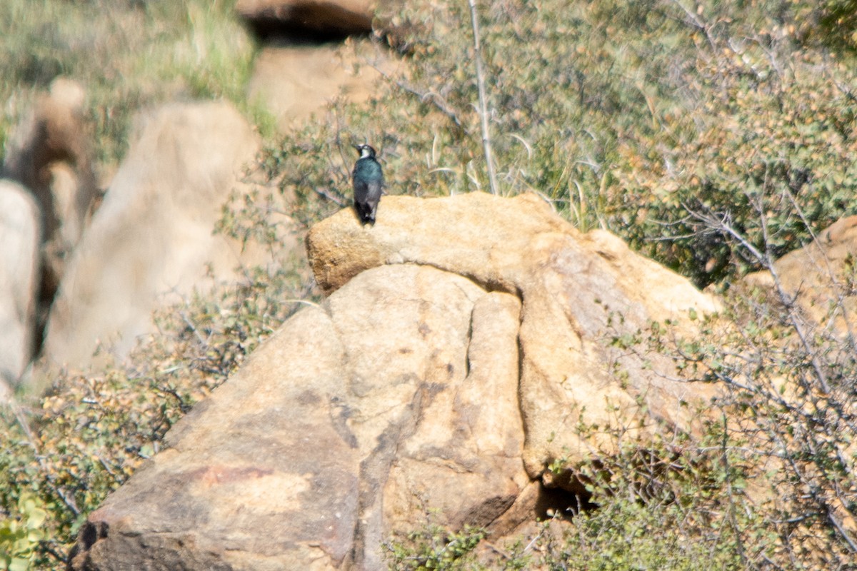 Acorn Woodpecker - ML345847001