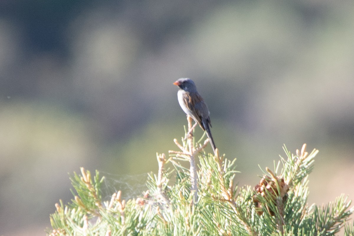 Black-chinned Sparrow - ML345847391