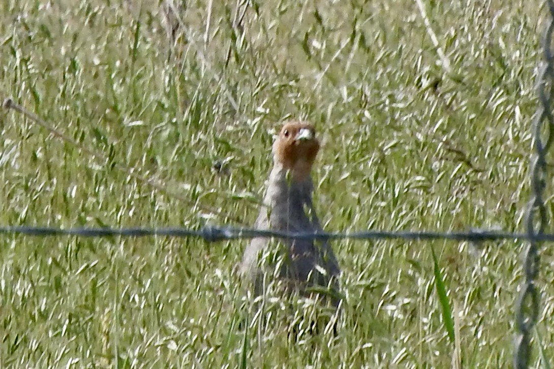 Gray Partridge - ML345849091