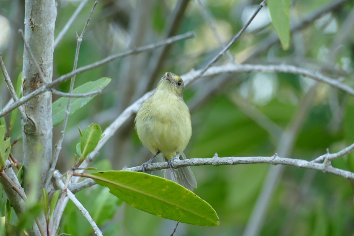 Mangrove Vireo (West Mexico) - Peter Kaestner