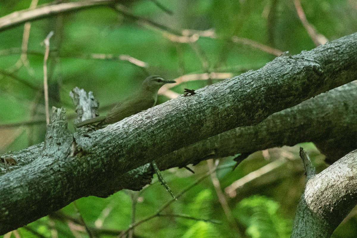 Red-eyed Vireo - ML345851201