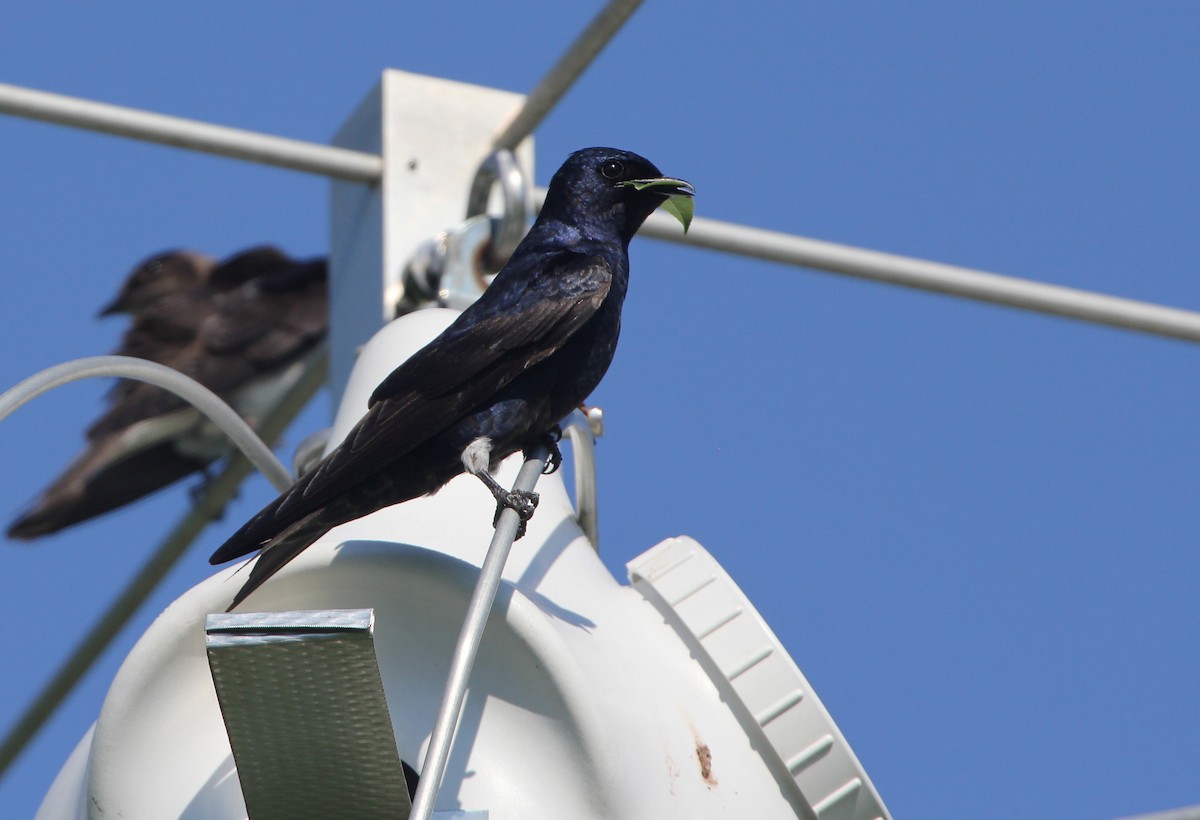 Purple Martin - ML345851221