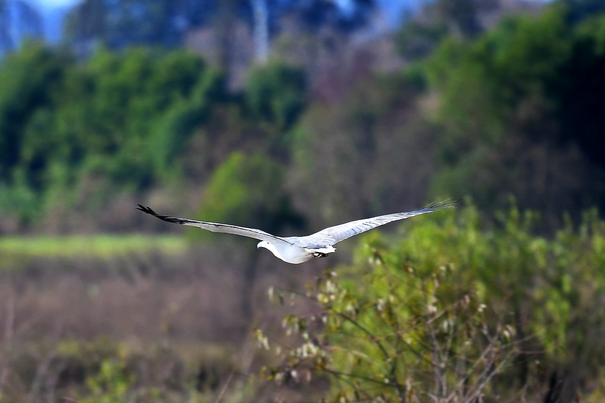 White-bellied Sea-Eagle - ML345852861