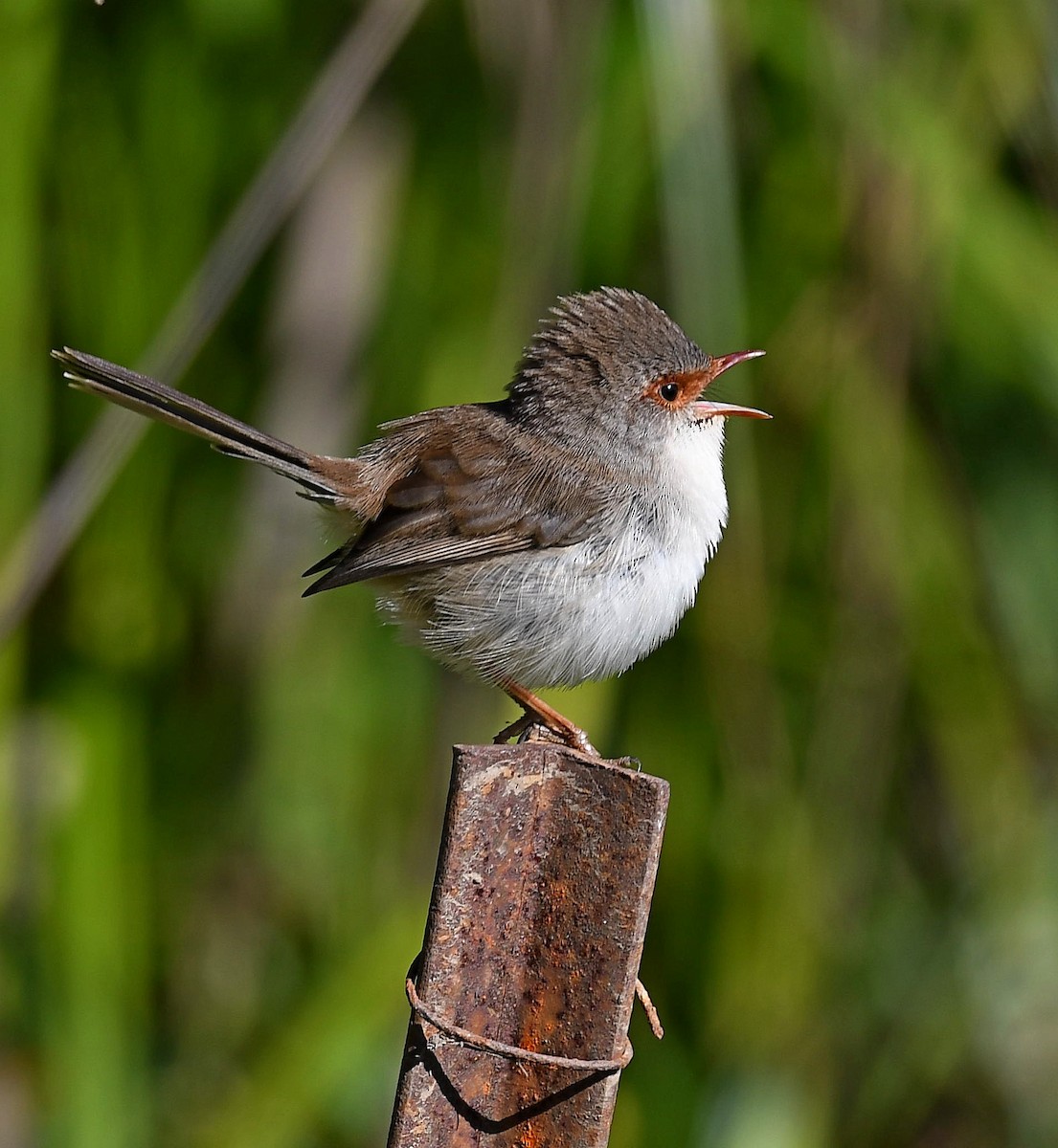 Superb Fairywren - ML345852971