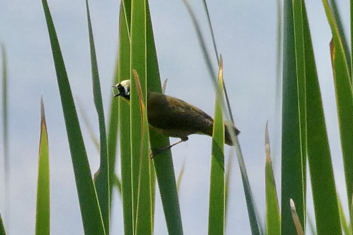 Paruline masquée (chapalensis) - ML345854661