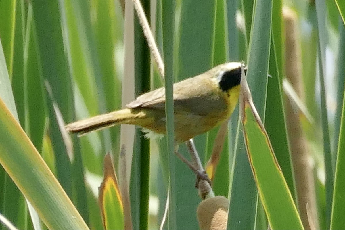 カオグロアメリカムシクイ（chapalensis） - ML345854681