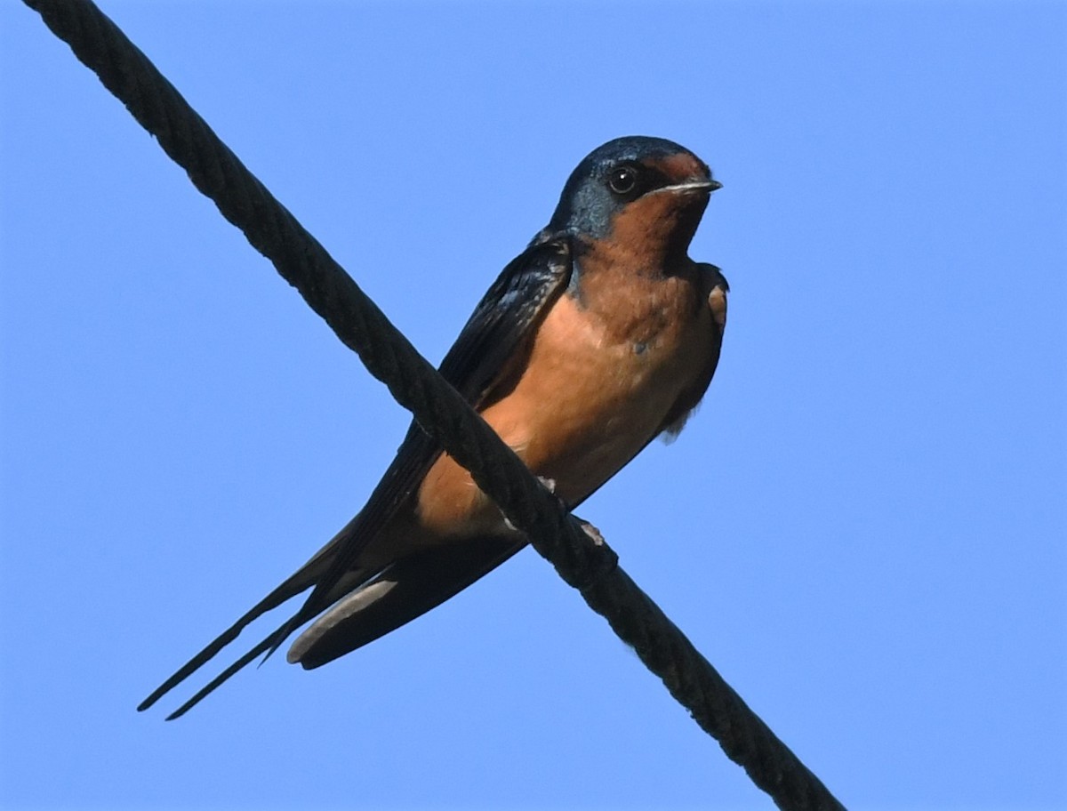 Barn Swallow (American) - ML345855221