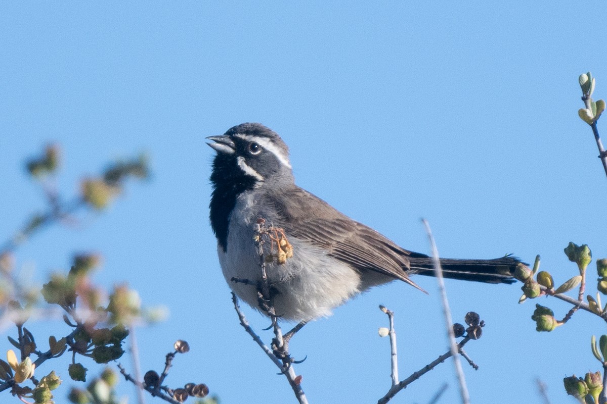 Black-throated Sparrow - ML345856551